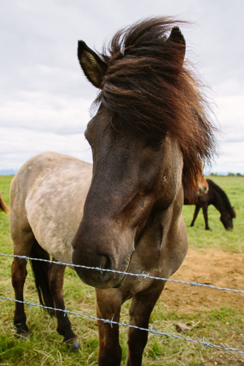 20220625_Iceland_394