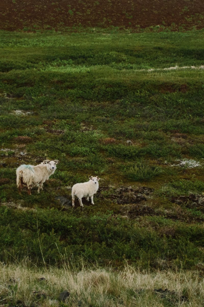 summer solstice trip iceland sheep