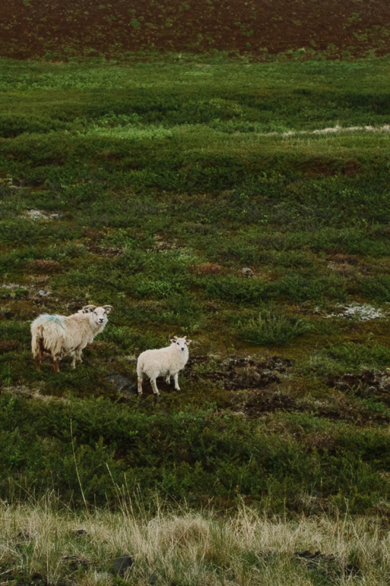 summer solstice trip iceland sheep